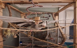 Cockatiels birds for sale:  Breeding Pair of Cockatiels  - Image 3