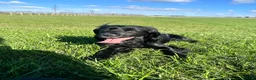 Cocker Spaniel dogs for sale: Female cocker spaniel  for sale  in Chichester - Advert 1
