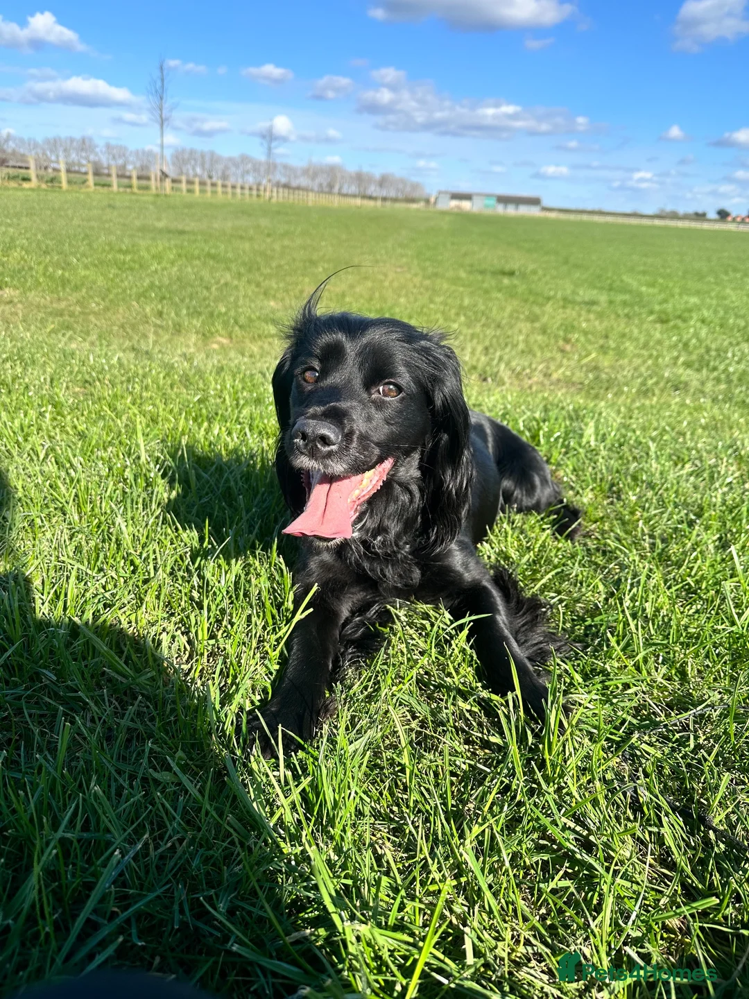 Cocker Spaniel dogs for sale: Female cocker spaniel  for sale  in Chichester - Advert 1