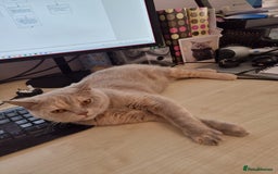 British Shorthair cats for sale: BSH lilac tortie and blue cream tortie sisters - Advert 1