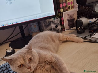 British Shorthair cats for sale: BSH lilac tortie and blue cream tortie sisters - Advert 1