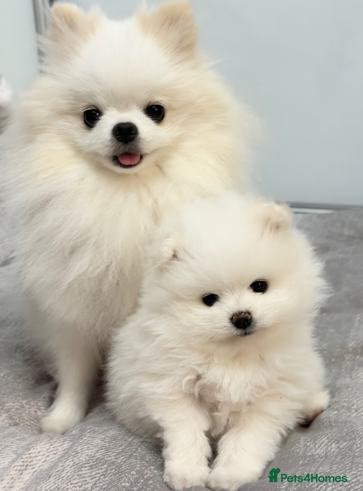 Pomeranian dogs 🌹Stunning KC white fluffy boy for a loving home🌹 - Advert 1