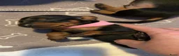 Dachshund dogs for sale: Puppies  - Advert 9