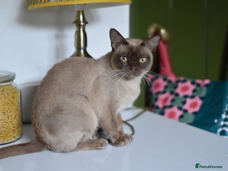 Burmese cats - Advert 1