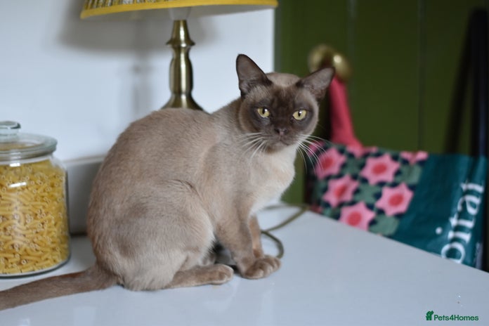 Burmese cats - Advert 2