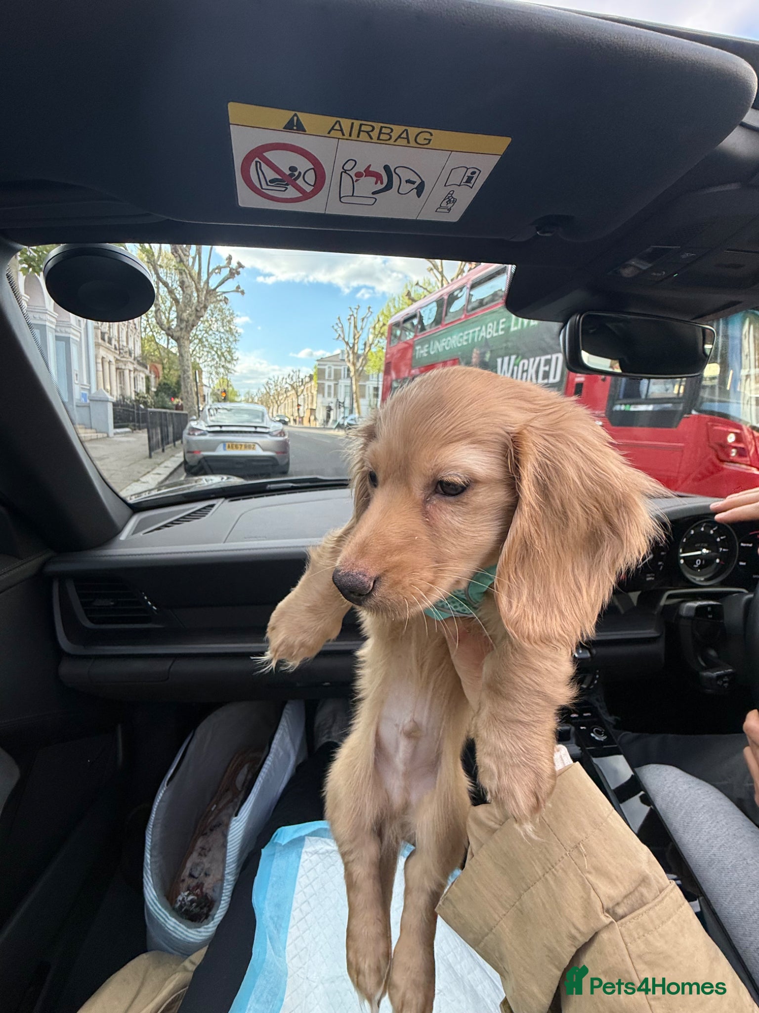 Miniature Dachshund dogs for sale: Cream miniature dachshund  - Advert 2