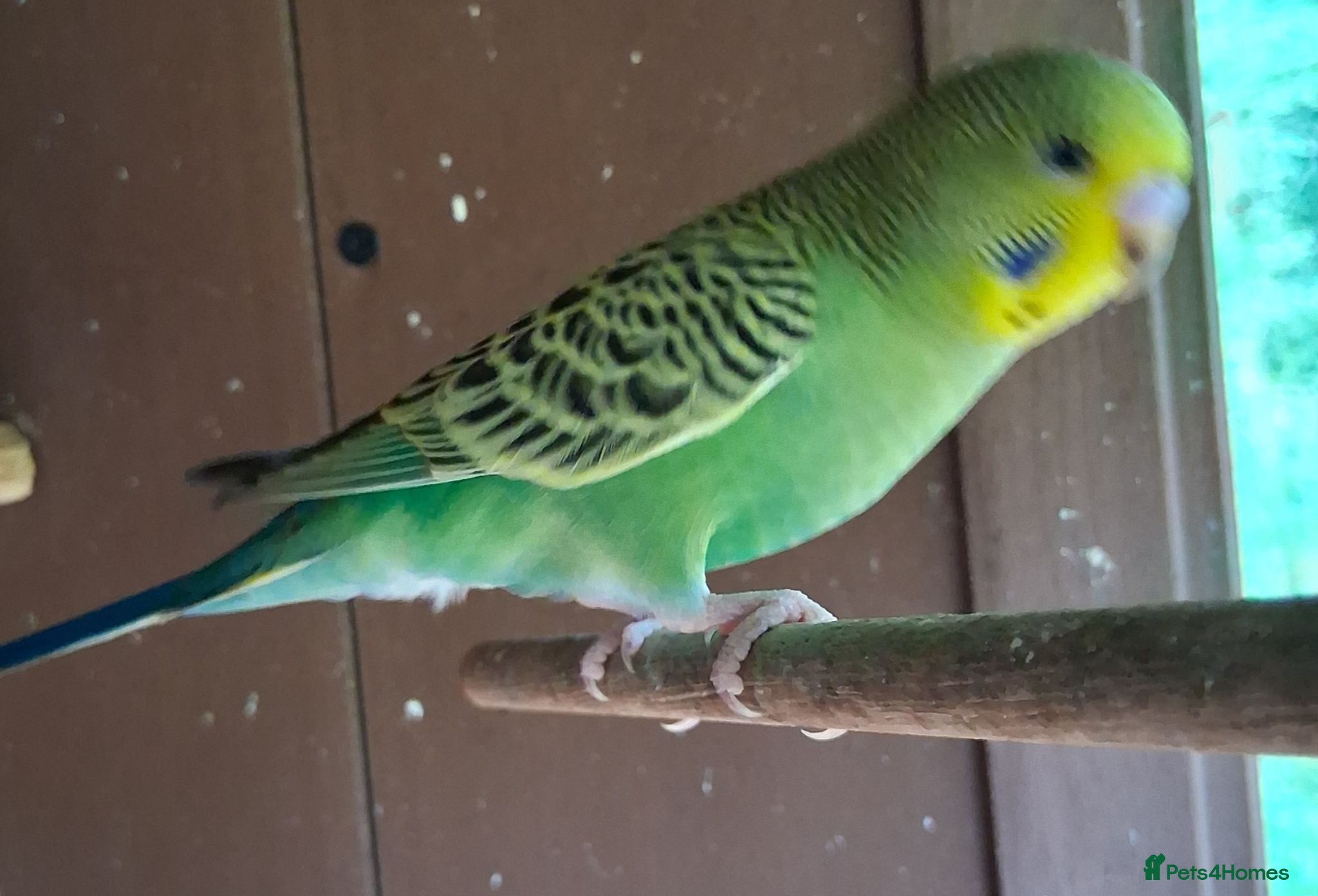 Budgerigars birds Budgerigar  - Advert 3