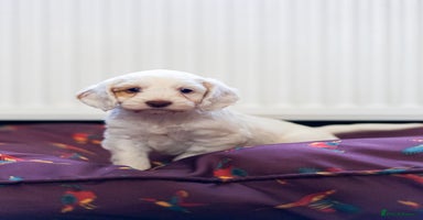 Cockapoo dogs - Advert 5