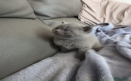British Shorthair cats for sale: British blue shorthair kittens  - Image 6