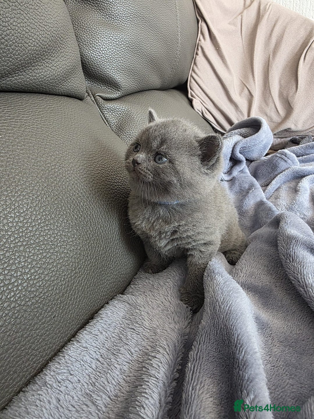 British Shorthair cats for sale: British blue shorthair kittens  - Image 6