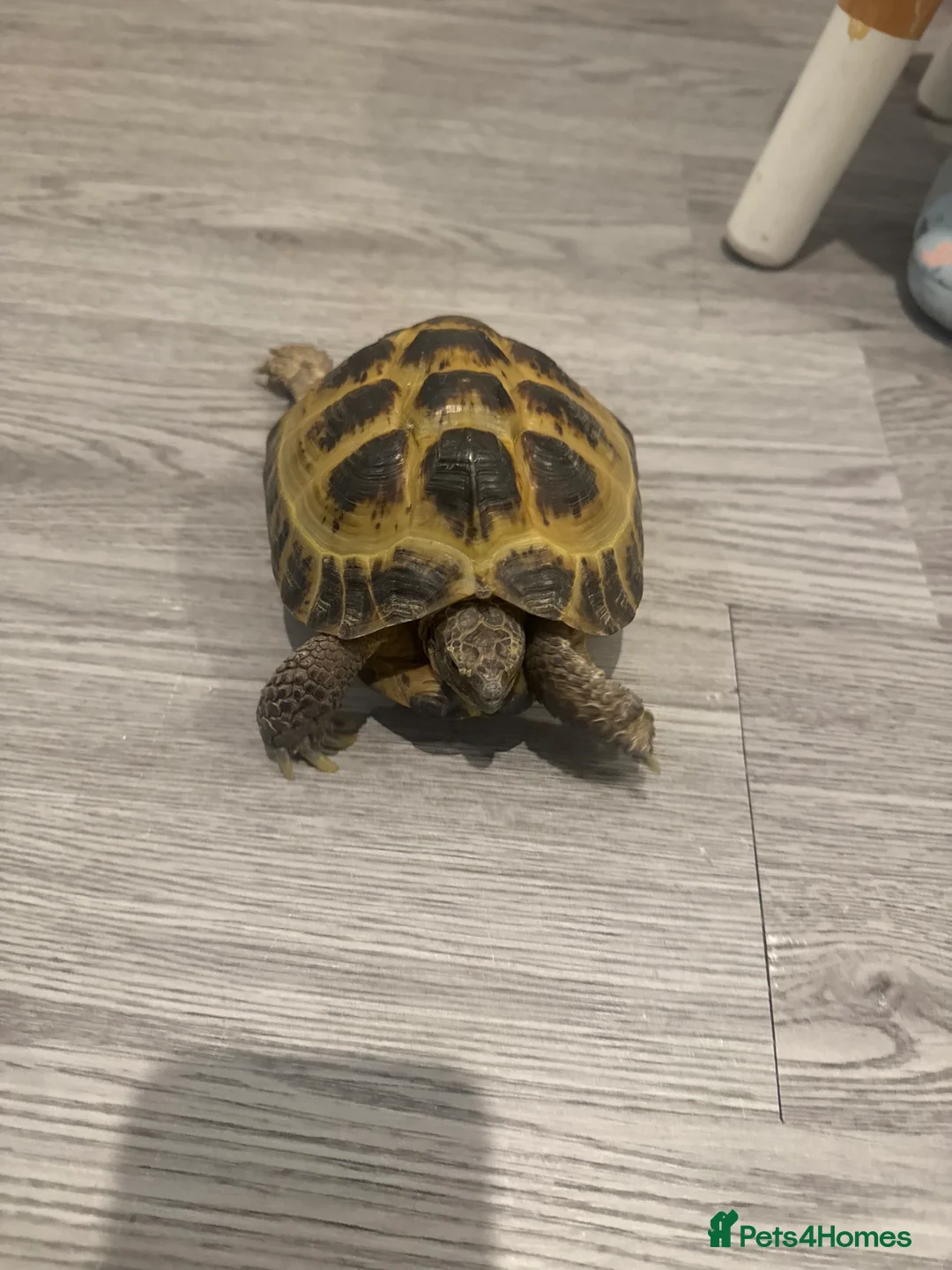 Tortoise reptiles for sale: Tortoise  in Newhaven - Advert 2