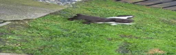 Sprocker dogs for sale: Sprocker puppies in Fraserburgh - Advert 9