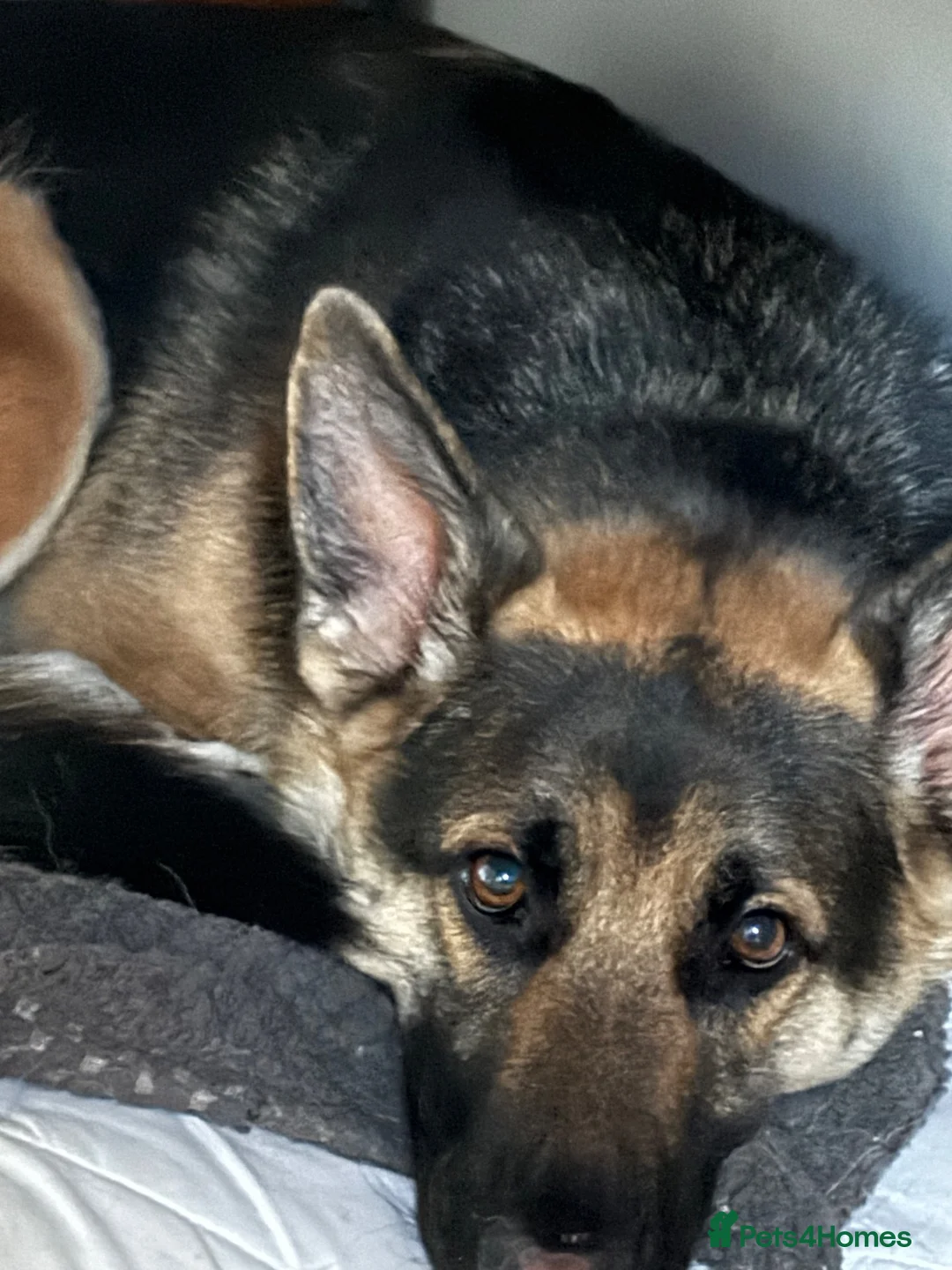 German Shepherd dogs for sale: 2 year old female German shepherd for rehoming  in Ilkeston - Advert 2