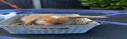 Mini Lop rabbits for sale: Pure breed Mini Lop bunnies  - Advert 18