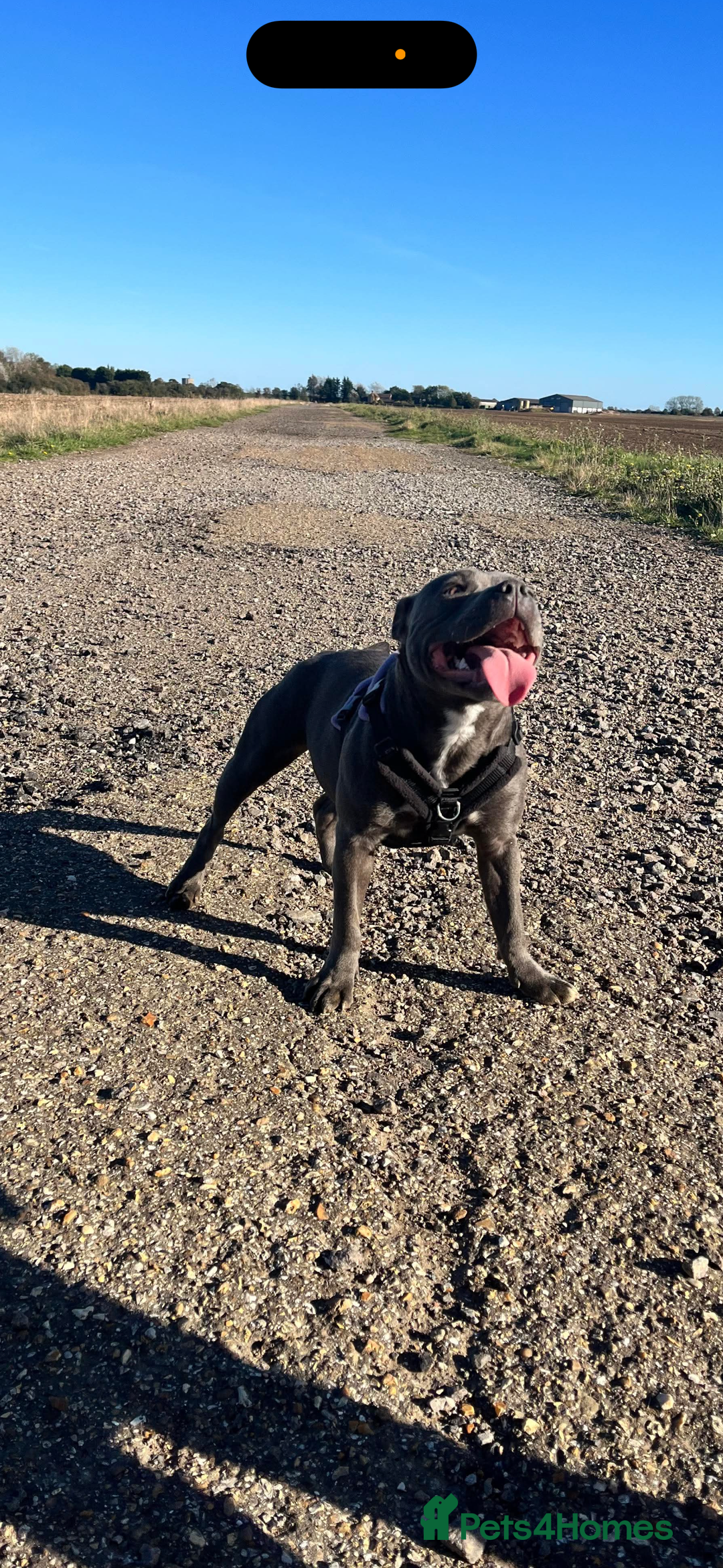 Staffordshire Bull Terrier dogs for sale: Staffordshire bull terrier puppies - Advert 1