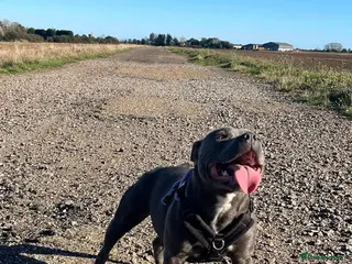 Staffordshire Bull Terrier dogs Staffordshire bull terrier puppies - Advert 5