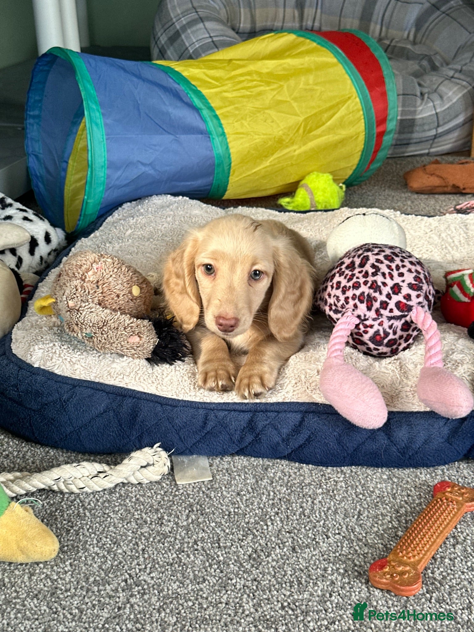 Dachshund dogs Stunning longhaired creams and shaded cream pups - Advert 1