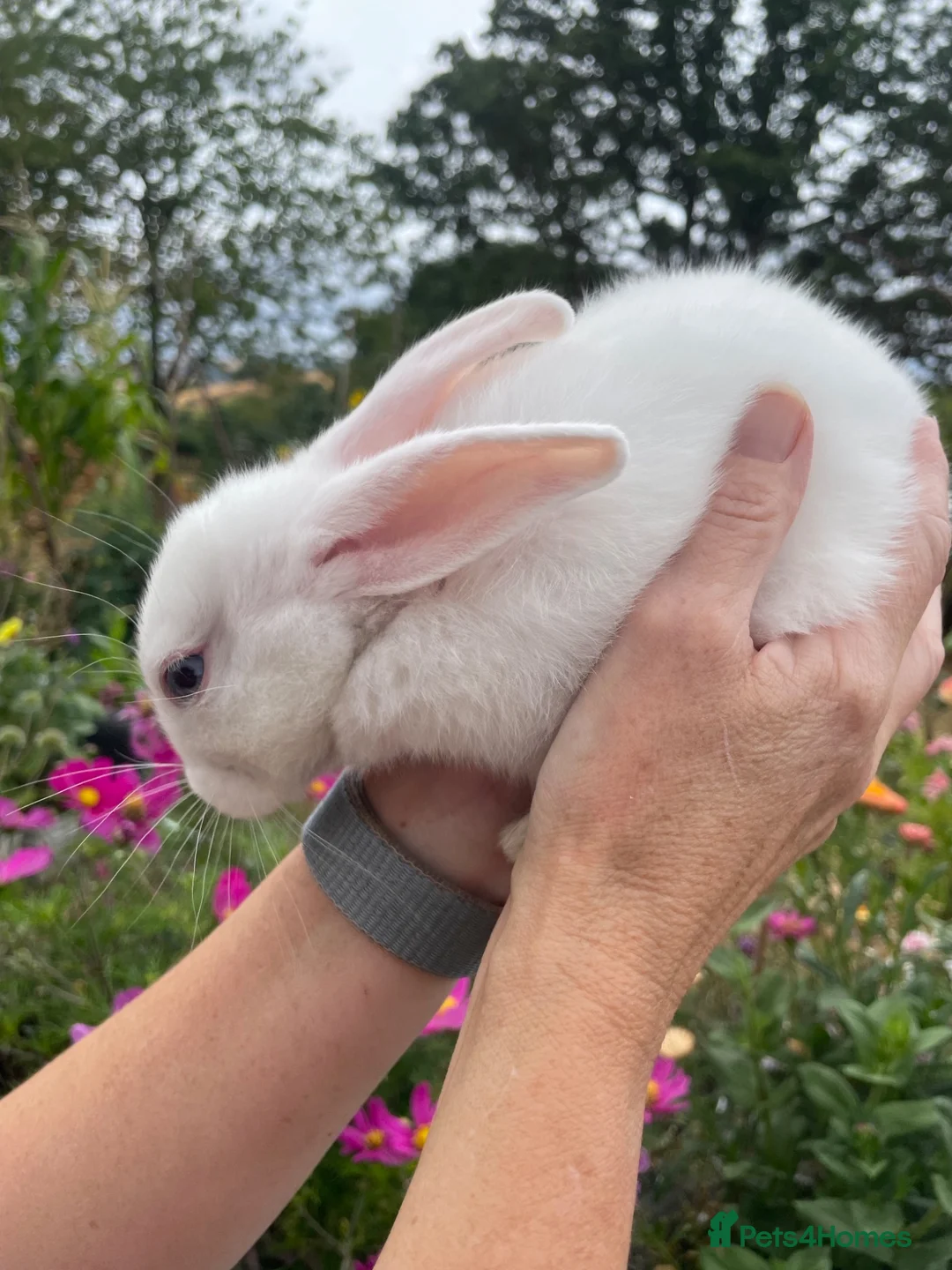 Dutch rabbits for sale: Male baby bunnies  in Oswestry - Advert 12