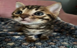 Bengal cats for sale: Stunning brown TICA reg boy bengal kitten - Image 2