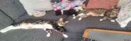 Mixed Breed cats for sale: Cupcake and Pudding - 2yo sibling cats - Advert 9