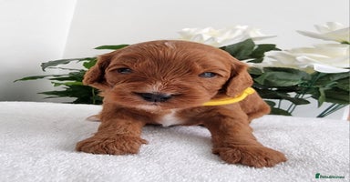 Cavapoo dogs - Advert 12