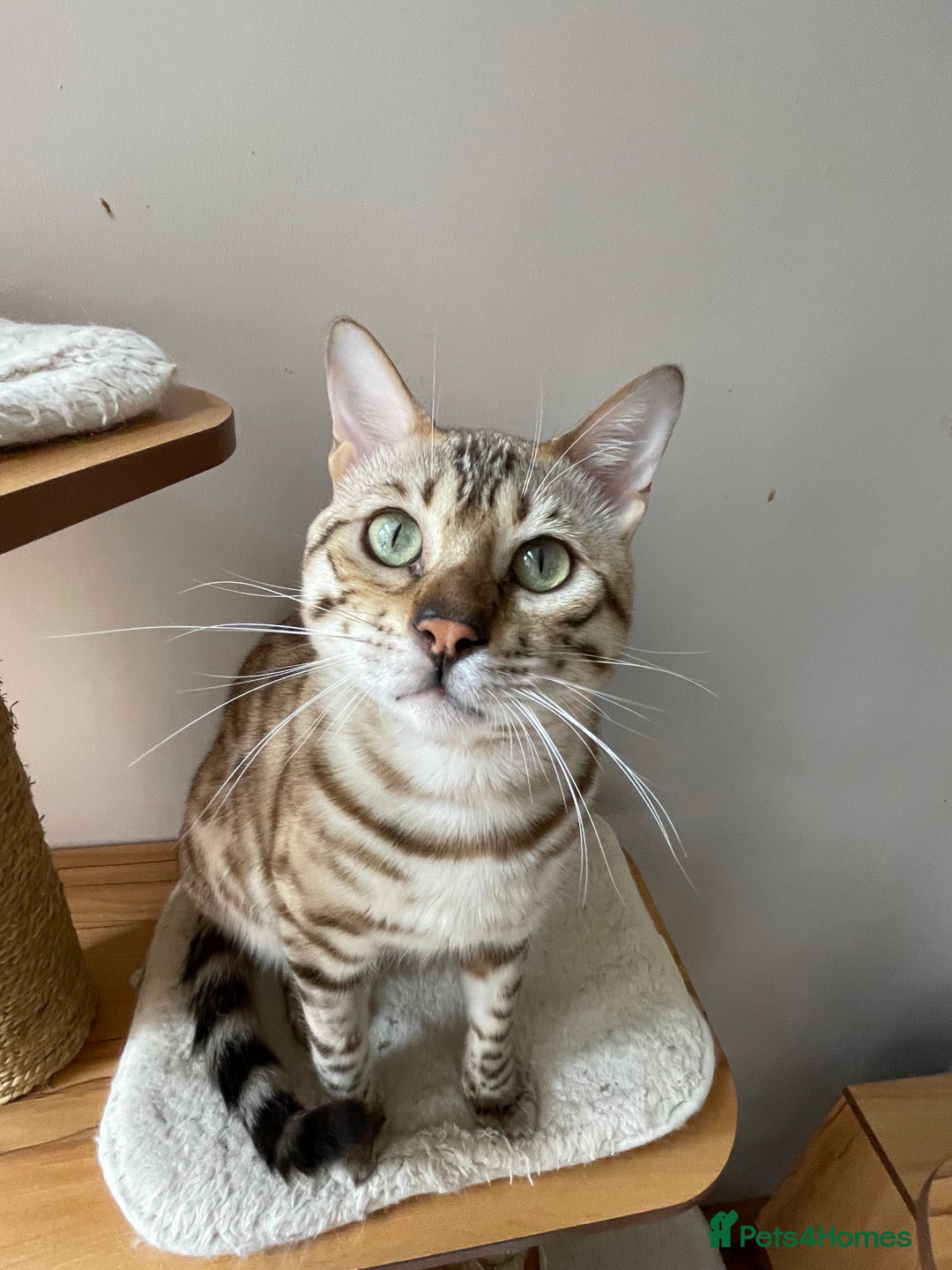Bengal cats for sale: Beautiful Bengal boy - Image 19