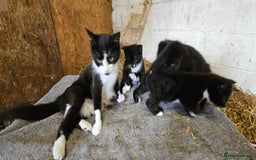 British Shorthair cats for sale: 2 kittens available  - Image 5