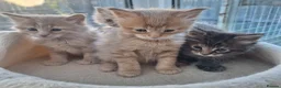 Maine Coon cats for sale: Maine Coon Kittens 😻 - Advert 6