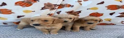Golden Retriever dogs for sale: Beautiful golden retriever puppies - Advert 29