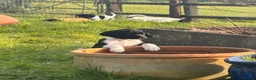 Mixed Breed dogs for sale: 1 BOY & 1 GIRL LEFT- GSP X FOXHOUND Puppies  - Advert 5