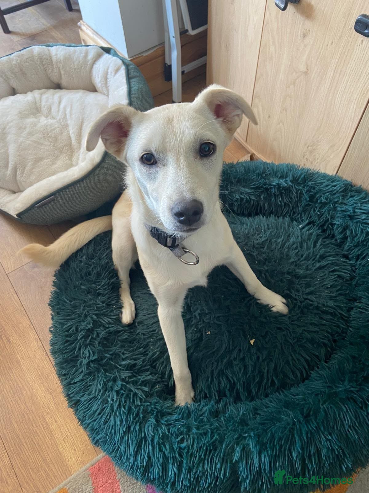 Mixed Breed dogs ❤️TOSCA❤️ - THE LOVELIEST  GIRL NEEDS A NEW HOME - Advert 1