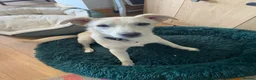 Mixed Breed dogs for adoption: ❤️TOSCA❤️ - THE LOVELIEST  GIRL NEEDS A NEW HOME in Mansfield - Advert 1