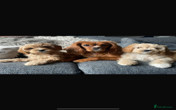 Cavapoo dogs for stud: F1B cavapoo great success rate  in Exeter - Image 19