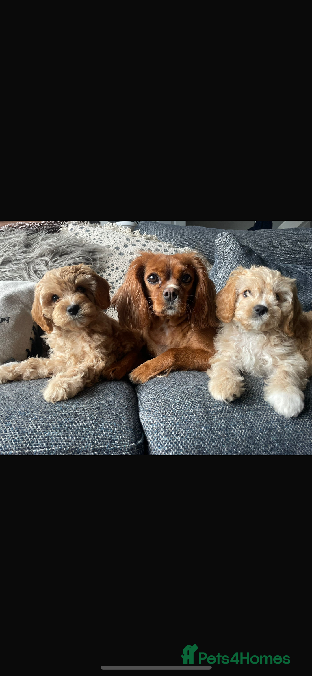 Cavapoo dogs for stud: F1B cavapoo great success rate  in Exeter - Image 19