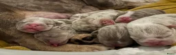 English Bulldog dogs for sale: KC English Bulldog Puppies – Health Tested Parents - Advert 11
