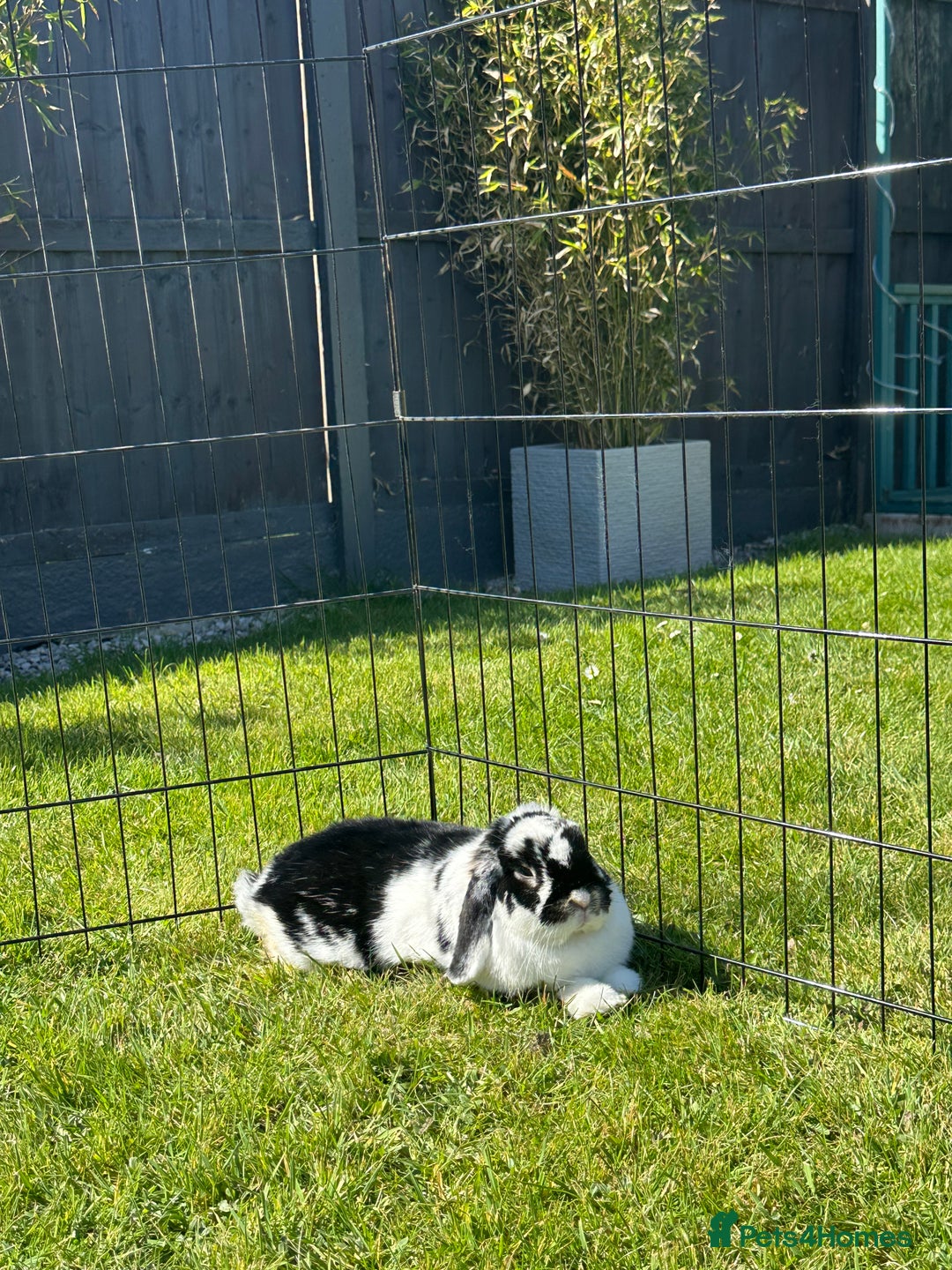 Mini Lop rabbits for sale: Selling a mini lop called Mello - Image 4