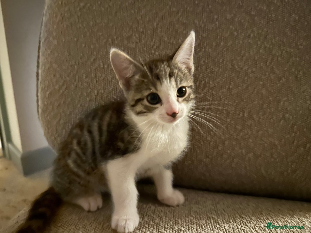 British Shorthair cats for sale: 4 adorable 9 week old kittens for sale - Image 11