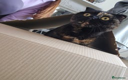 Scottish Fold cats for sale: Tortie girl, wonderful personality, 1.5years old - Advert 14