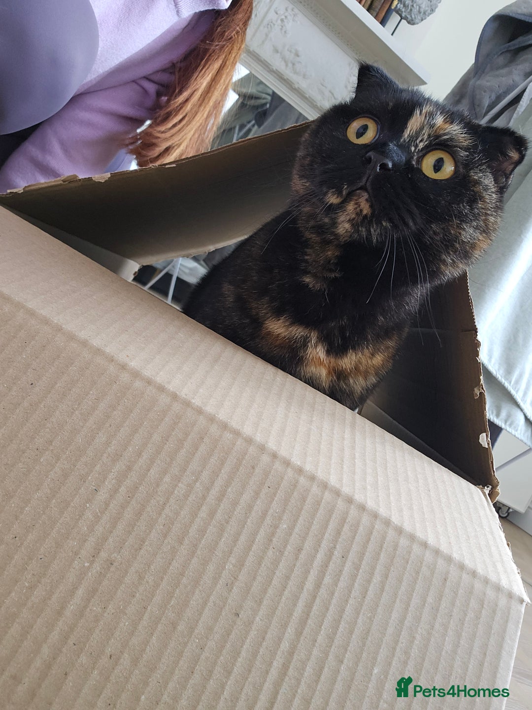 Scottish Fold cats for sale: Tortie girl, wonderful personality, 1.5years old - Advert 14