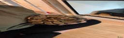 Python Snake reptiles for sale: Reptiles for sale  - Advert 2