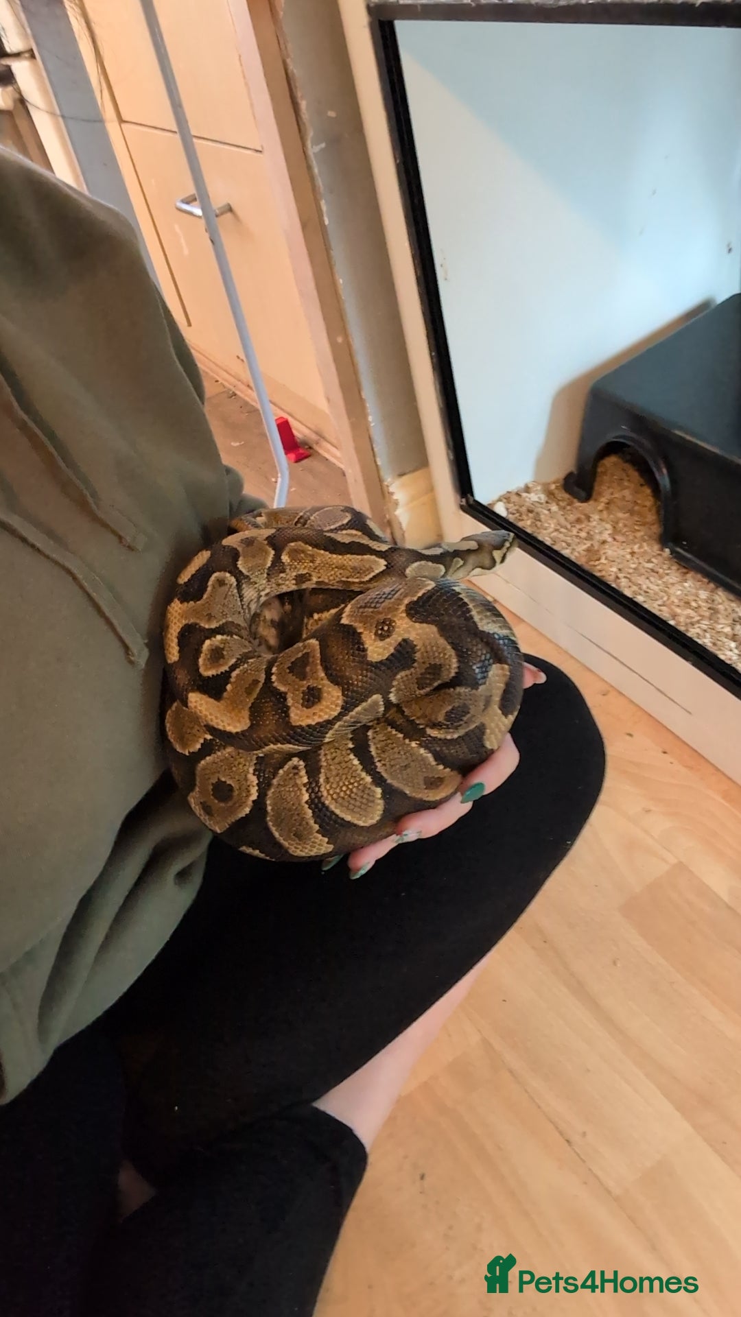Python Snake reptiles for sale: Reptiles for sale  - Advert 2
