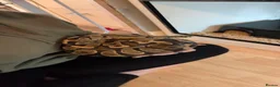 Python Snake reptiles for sale: Reptiles for sale  - Advert 2