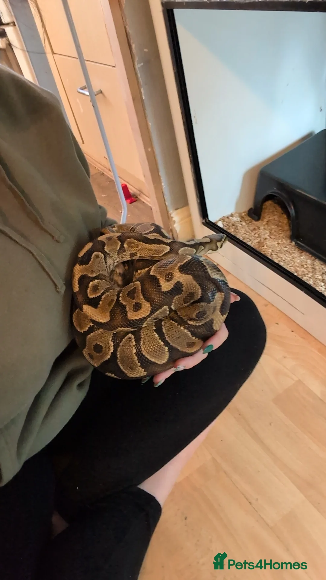 Python Snake reptiles for sale: Reptiles for sale  - Advert 2