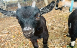 Goats livestock for sale: Two Wether Pygmy Goat Kids - Image 4