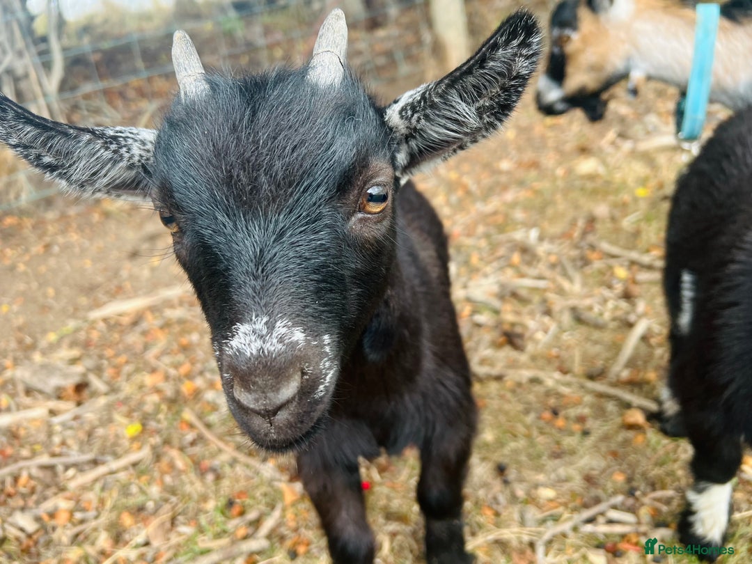 Goats livestock for sale: Two Wether Pygmy Goat Kids - Image 4