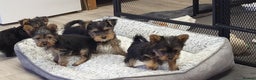 Yorkshire Terrier dogs for sale: Yorkshire Terriers puppies from Licensed Breeder  - Advert 14