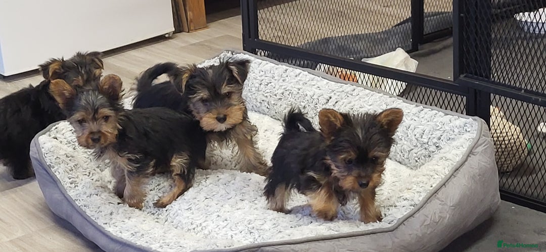 Yorkshire Terrier dogs for sale: Yorkshire Terriers puppies from Licensed Breeder  - Advert 14