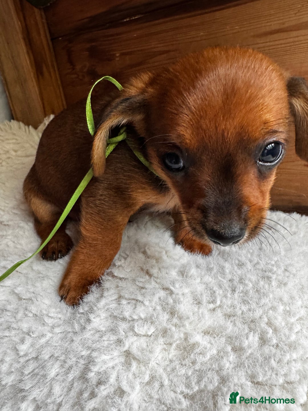 Miniature Dachshund dogs for sale: Miniature dachshunds - Image 14