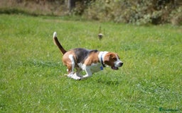 Beagle dogs for stud: Winner at Crufts 2025! in Tonbridge - Image 28