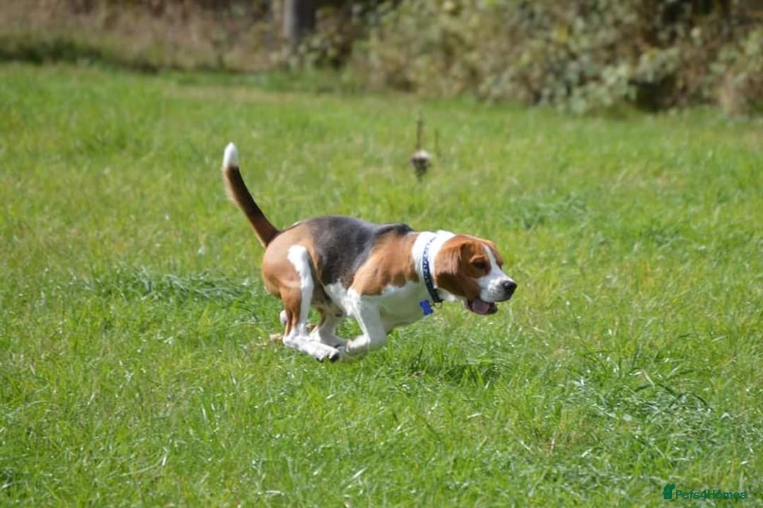 Beagle dogs for stud: Winner at Crufts 2025! in Tonbridge - Image 28